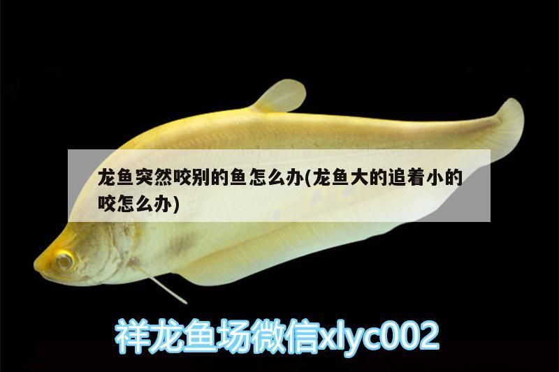 龍魚突然咬別的魚怎么辦(龍魚大的追著小的咬怎么辦)（祥龍魚突然咬別的魚怎么辦、龍魚突然咬別的魚怎么辦）