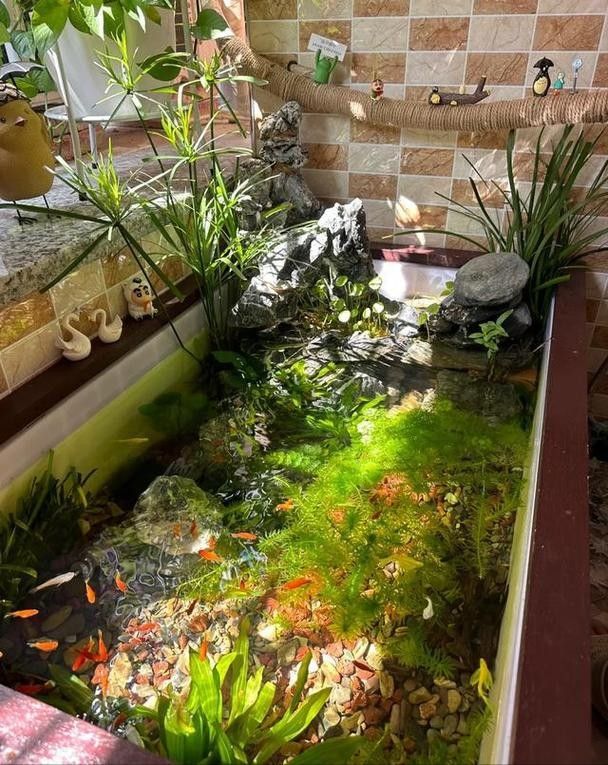 青田龍魚（青田龍魚養殖技術有哪些青田龍魚養殖技術有哪些）