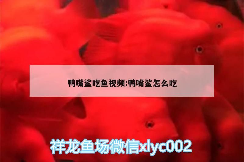 鴨嘴鯊吃魚視頻:鴨嘴鯊怎么吃（鴨嘴鯊怎么飼養(yǎng)？）