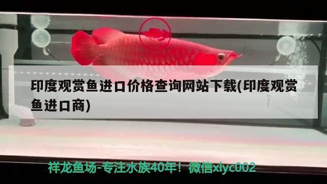 印度觀賞魚進口價格查詢網站下載(印度觀賞魚進口商)（印度觀賞魚進口價格查詢魚進口價格查詢網站下載的知識）