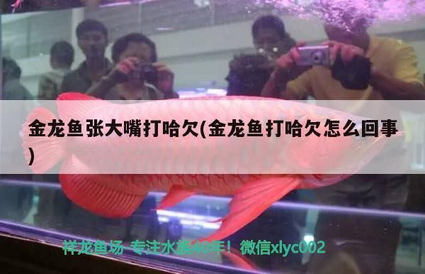 金龍魚張大嘴打哈欠(金龍魚打哈欠怎么回事)（金龍魚張大嘴打哈欠和金龍魚打哈欠怎么回事進行解決）