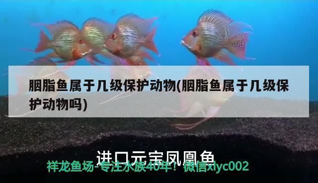 飼料 胭脂魚屬于幾級保護動物(胭脂魚屬于幾級保護動物嗎) 觀賞魚百科 胭脂魚屬于幾級保護動物(胭脂魚屬于幾級保護動物嗎) 胭脂魚屬于幾級保護動物(胭脂魚屬于幾級保護動物嗎) 觀賞魚百科