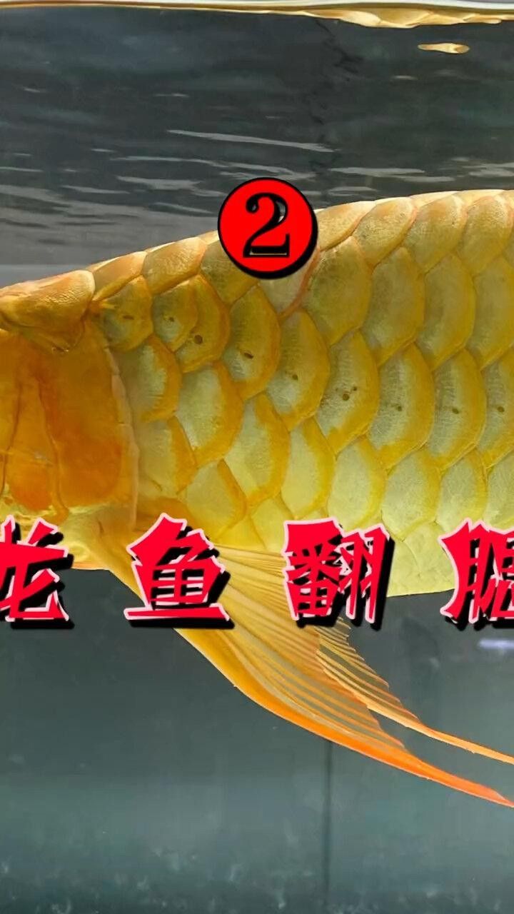 龍魚單側翻腮最簡單三個步驟圖片（龍魚單側翻腮修復的三個步驟）