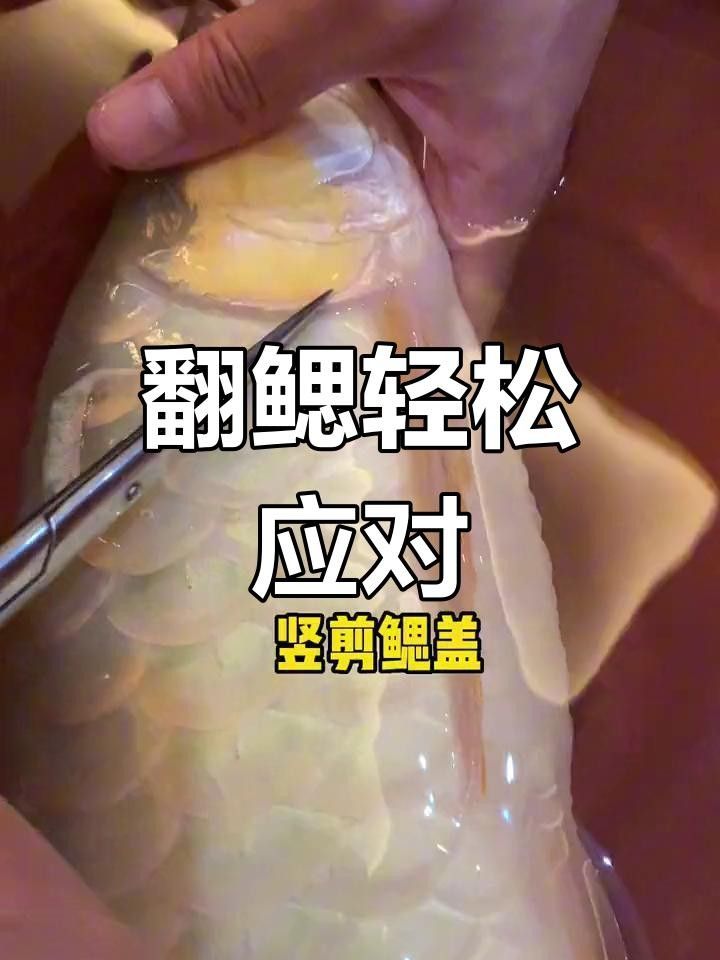 龍魚單側翻腮最簡單三個步驟圖片（龍魚單側翻腮修復的三個步驟）