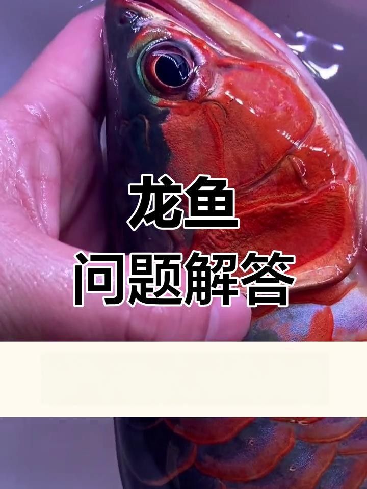 龍魚單側翻腮最簡單三個步驟圖片（龍魚單側翻腮修復的三個步驟）