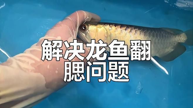 龍魚單側翻腮最簡單三個步驟圖片（龍魚單側翻腮修復的三個步驟）