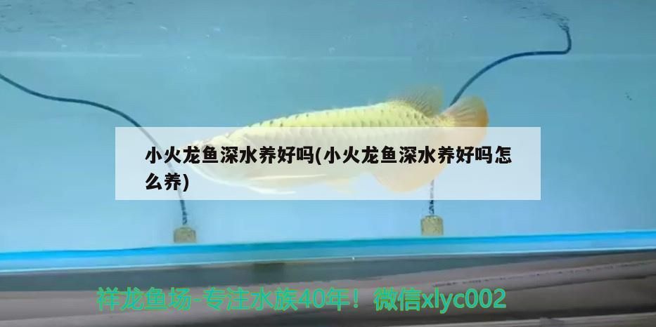 小火龍魚(yú)深水養(yǎng)好嗎(小火龍魚(yú)深水養(yǎng)好嗎怎么養(yǎng))