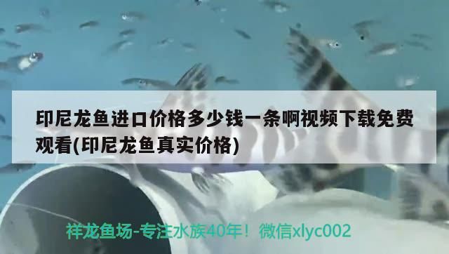 印尼龍魚進口價格多少錢一條啊視頻下載免費觀看(印尼龍魚真實價格)（印尼龍魚進口價格多少錢一條）