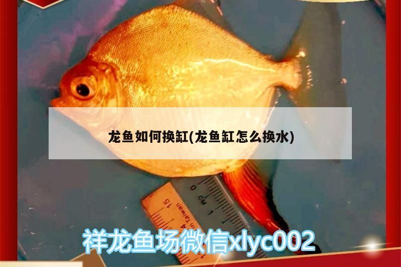龍魚如何換缸(龍魚缸怎么換水)（關(guān)于龍魚如何換缸和龍魚缸怎么換水的介紹）