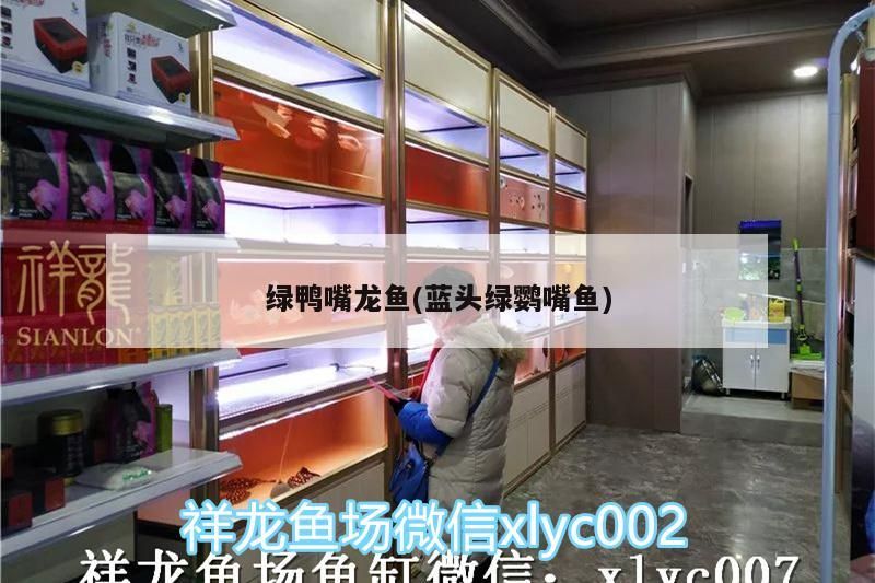 綠鴨嘴龍魚(藍頭綠鸚嘴魚)（綠鴨嘴龍魚和藍頭綠鴨嘴龍魚的區別主要表現在哪里）