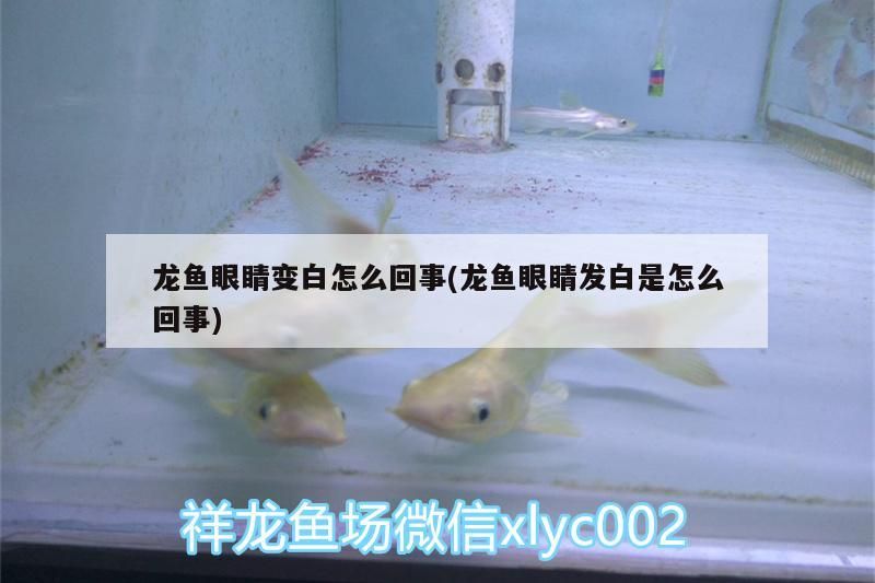 龍魚眼睛變白怎么回事(龍魚眼睛發白是怎么回事)（龍魚眼睛變白怎么回事）