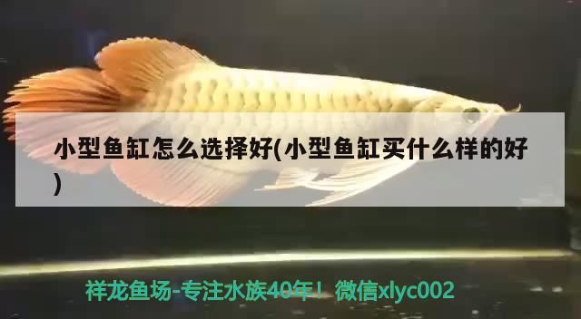 小型魚缸怎么選擇好(小型魚缸買什么樣的好)（小型魚缸怎么選）