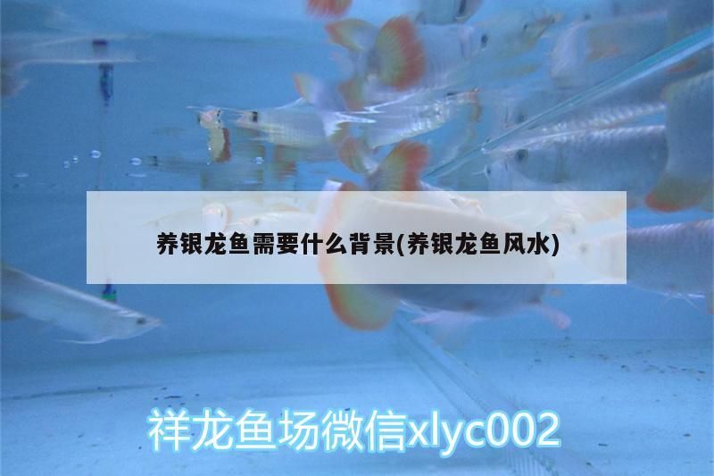 養銀龍魚需要什么背景(養銀龍魚風水)（養銀龍魚需要什么背景？）