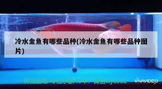龍魚肉的營(yíng)養(yǎng)價(jià)值有哪些，龍魚肉營(yíng)養(yǎng)價(jià)值有哪些常見的烹飪方法，哪些人群不能吃龍魚肉？