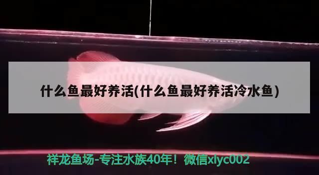 什么魚最好養活(什么魚最好養活冷水魚)（什么魚最好養活）