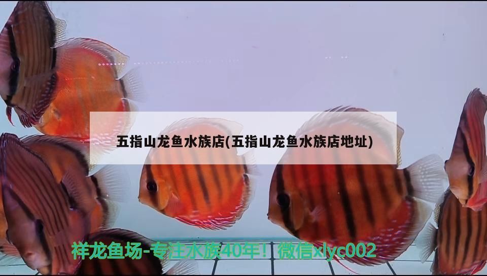 五指山龍魚水族店(五指山龍魚水族店地址)（五指山龍魚水族店）