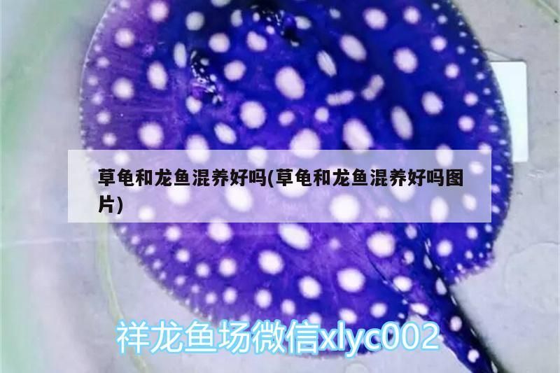 紅龍魚吃草金魚好嗎圖片(龍魚吃草金魚好不好) 觀賞魚百科 第2張 紅龍魚吃草金魚好嗎圖片(龍魚吃草金魚好不好) 紅龍魚吃草金魚好嗎圖片(龍魚吃草金魚好不好) 觀賞魚百科 第2張