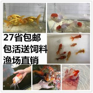 寵物魚觀賞魚哪個好養一點：觀賞魚養護難度如何？