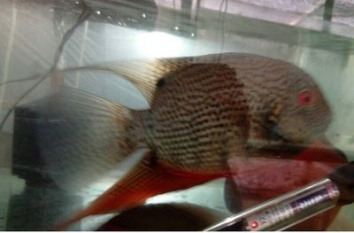 寵物魚觀賞魚哪個好養一點：觀賞魚養護難度如何？