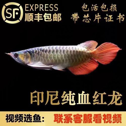 血紅龍魚多少錢一條（紅龍魚一般多少錢一只）