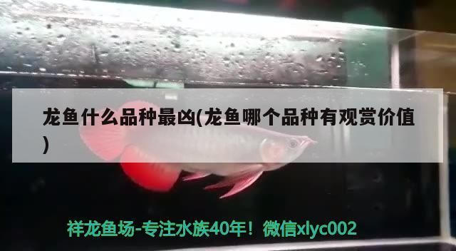 龍魚什么品種最兇(龍魚哪個品種有觀賞價值)（龍魚什么品種最兇）