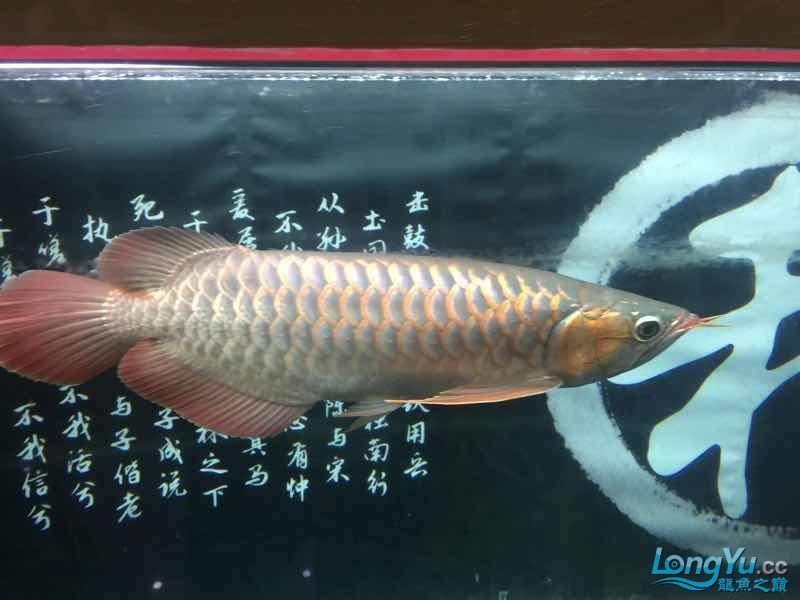 克孜勒蘇柯爾克孜自治州水族館一歩一腳印 克孜勒蘇柯爾克孜自治州水族館一歩一腳印 觀賞魚百科 第1張