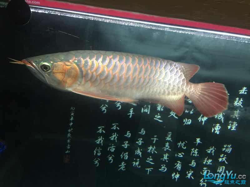 克孜勒蘇柯爾克孜自治州水族館一歩一腳印 克孜勒蘇柯爾克孜自治州水族館一歩一腳印 觀賞魚百科 第2張