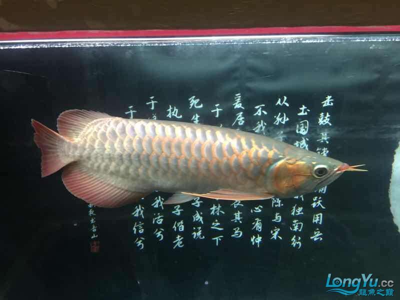 克孜勒蘇柯爾克孜自治州水族館一歩一腳印 克孜勒蘇柯爾克孜自治州水族館一歩一腳印 觀賞魚百科 第4張