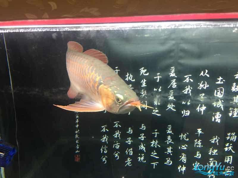 克孜勒蘇柯爾克孜自治州水族館一歩一腳印 克孜勒蘇柯爾克孜自治州水族館一歩一腳印 觀賞魚百科 第3張