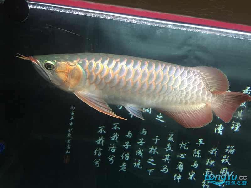 克孜勒蘇柯爾克孜自治州水族館一歩一腳印 克孜勒蘇柯爾克孜自治州水族館一歩一腳印 觀賞魚百科 第5張