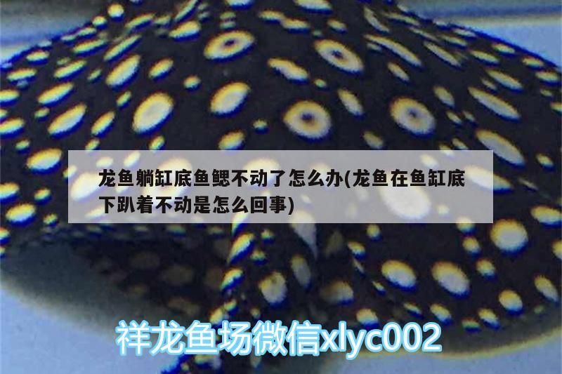 龍魚躺缸底魚鰓不動(dòng)了怎么辦(龍魚在魚缸底下趴著不動(dòng)是怎么回事)
