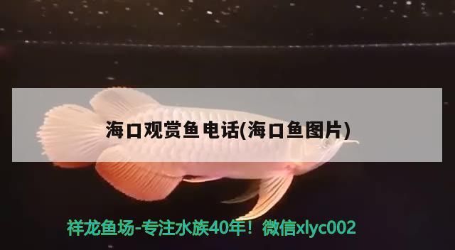 ?？谟^賞魚電話(?？隰~圖片) ?？谟^賞魚電話(海口魚圖片) 觀賞魚百科