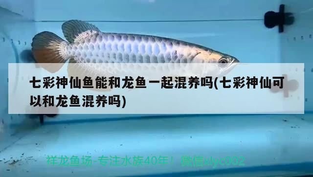 七彩神仙魚(yú)能和龍魚(yú)一起混養(yǎng)嗎(七彩神仙可以和龍魚(yú)混養(yǎng)嗎)