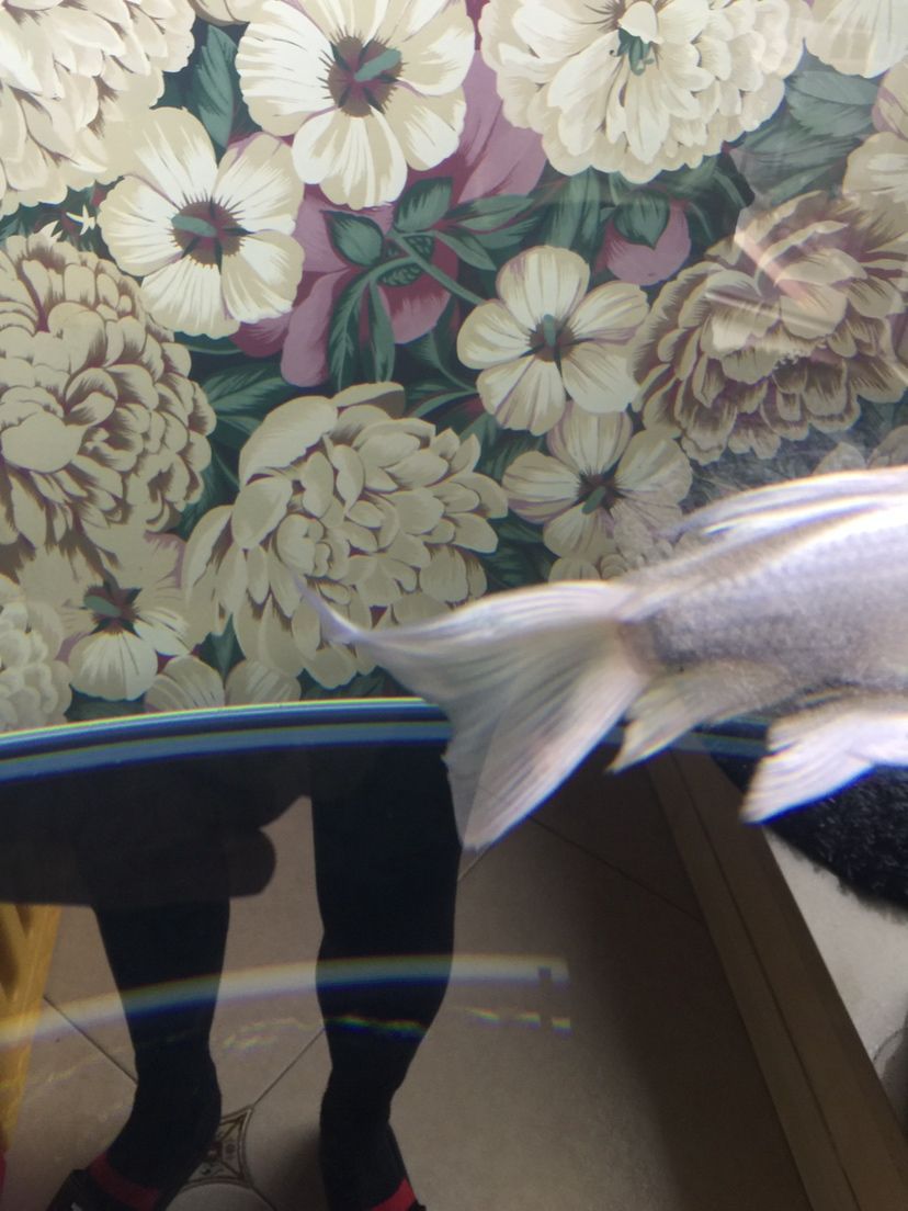 大神們是痘瘡嗎？還有我的過濾行不行？（下魚第十二天，亞硝酸鹽爆紅，）