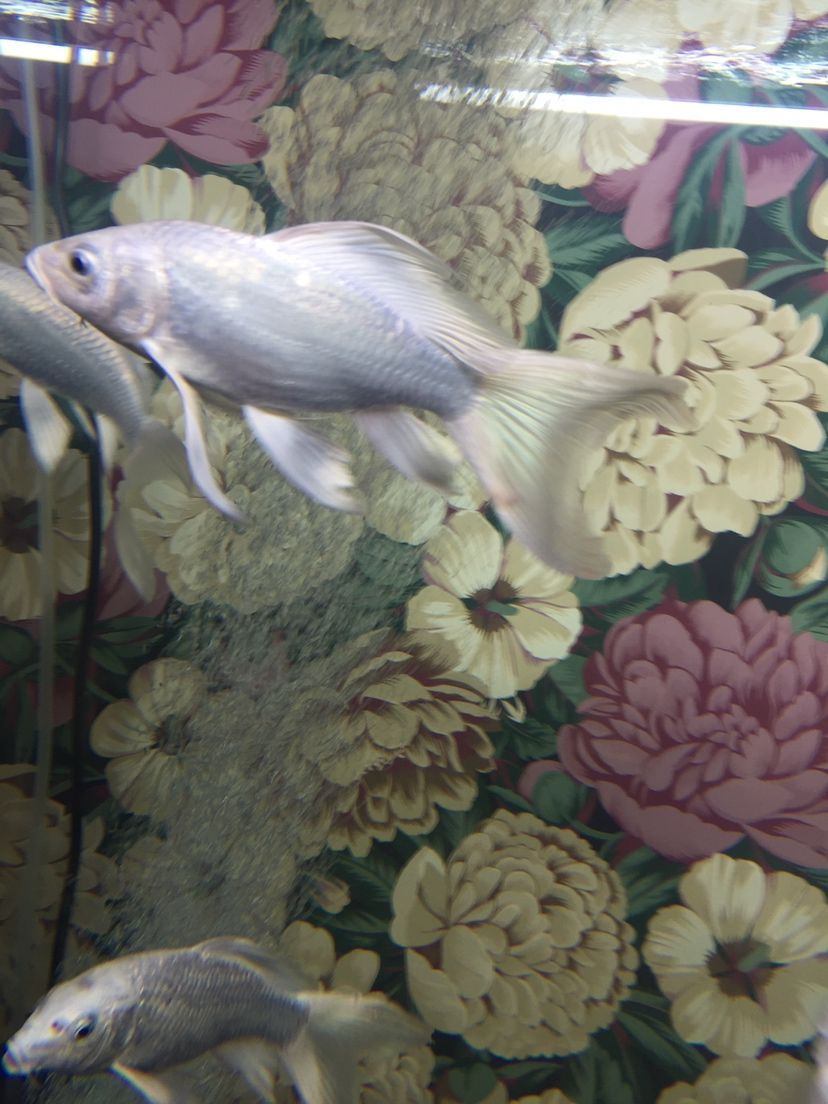 大神們是痘瘡嗎？還有我的過濾行不行？（下魚第十二天，亞硝酸鹽爆紅，）