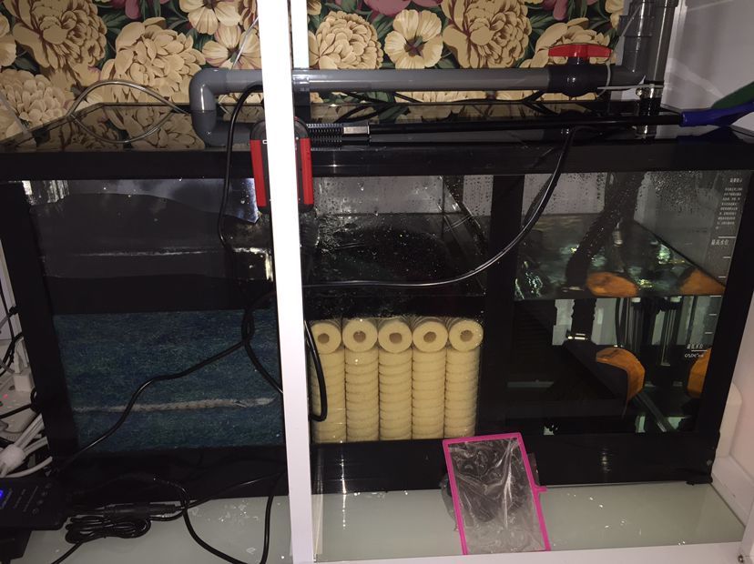 大神們是痘瘡嗎？還有我的過濾行不行？（下魚第十二天，亞硝酸鹽爆紅，）