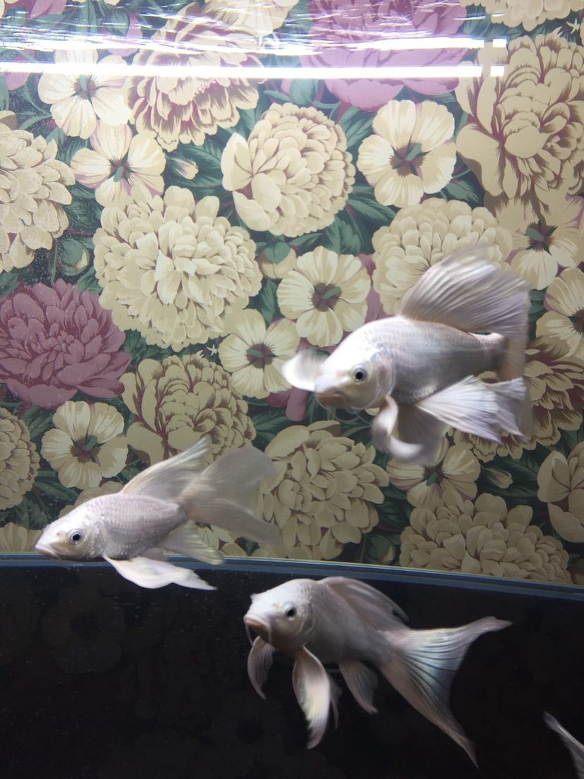 大神們是痘瘡嗎？還有我的過濾行不行？（下魚第十二天，亞硝酸鹽爆紅，）