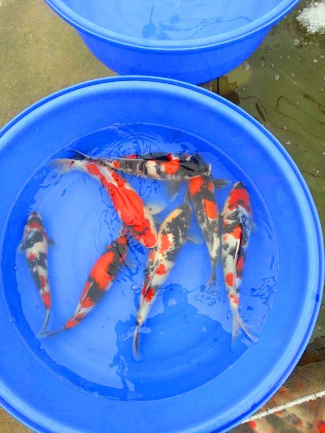 寧波觀賞魚(yú)市場(chǎng)通過(guò)加強(qiáng)物理過(guò)濾能降低TDS值嗎（寧波觀賞魚(yú)市場(chǎng)加強(qiáng)物理過(guò)濾能降低tds值嗎）