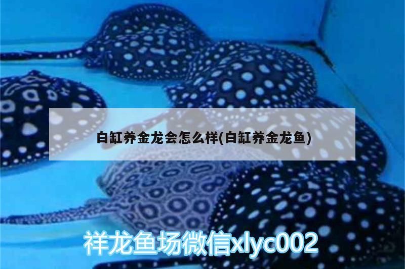 白缸養金龍會怎么樣(白缸養金龍魚)