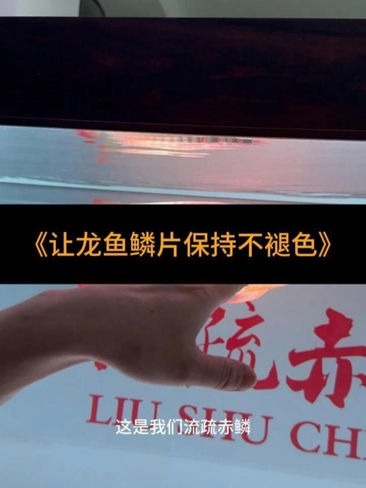 龍魚變淺了最簡單三個步驟