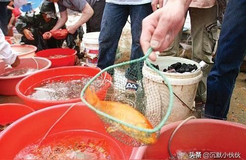 阿勒泰觀賞魚批發:冷水觀賞魚哪里價位最低