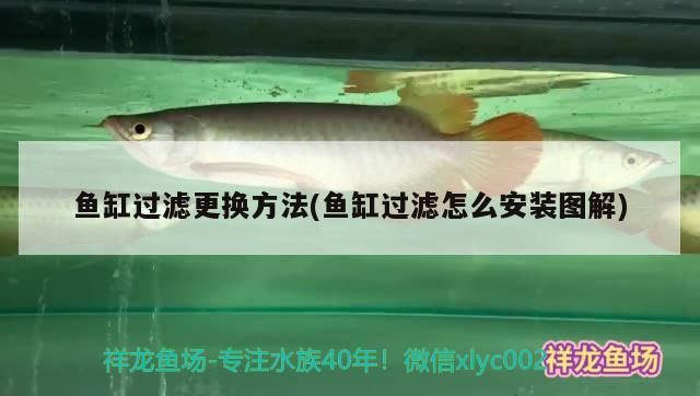 魚缸過濾更換方法(魚缸過濾怎么安裝圖解)（魚缸過濾怎么安裝圖解)魚缸過濾怎么安裝圖解）