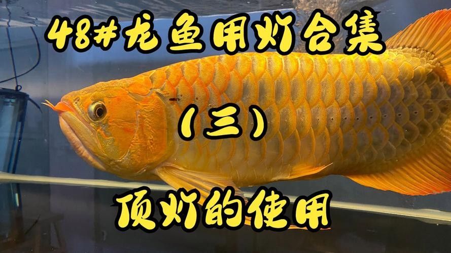 龍魚照明專用燈（馬印馬印神燈龍魚照明專用燈專用燈的設(shè)計(jì)要點(diǎn)和熱門產(chǎn)品推薦）