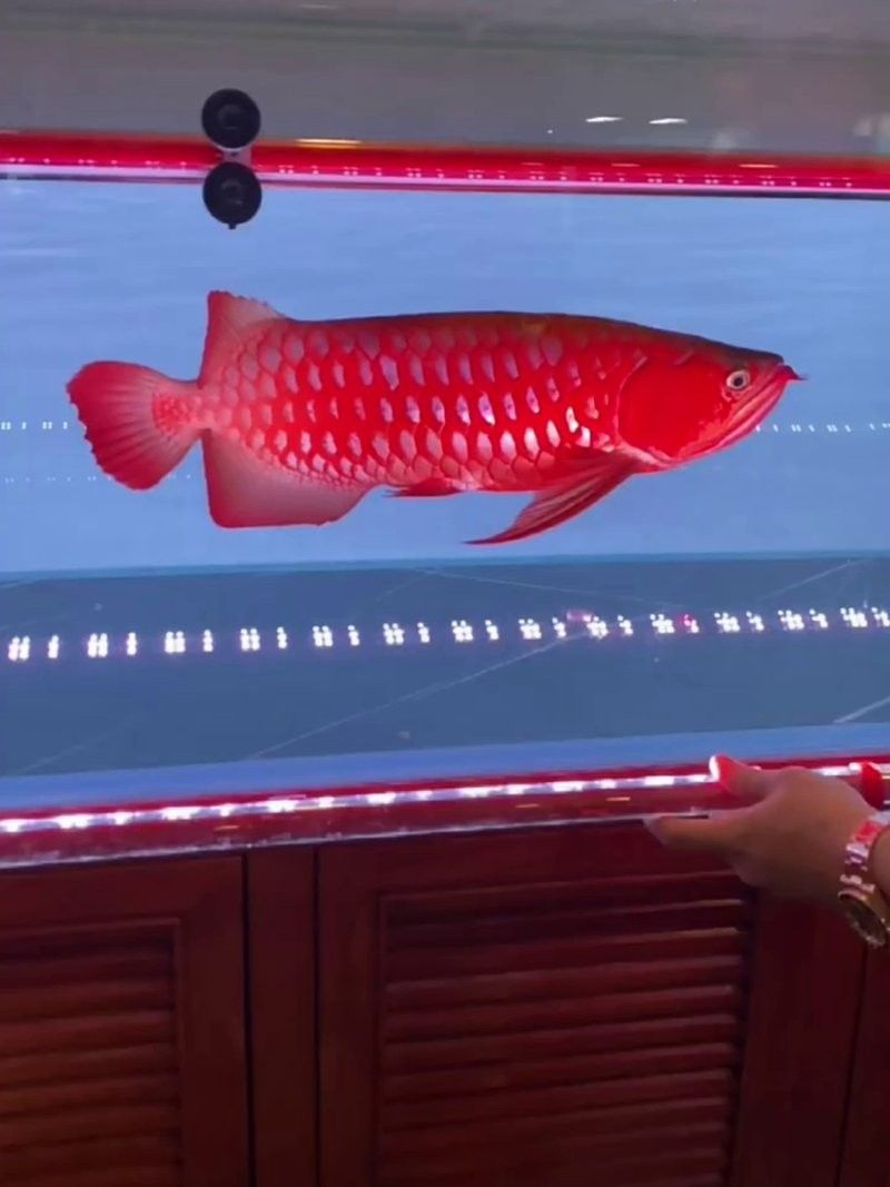 龍魚照明專用燈（馬印馬印神燈龍魚照明專用燈專用燈的設(shè)計(jì)要點(diǎn)和熱門產(chǎn)品推薦）