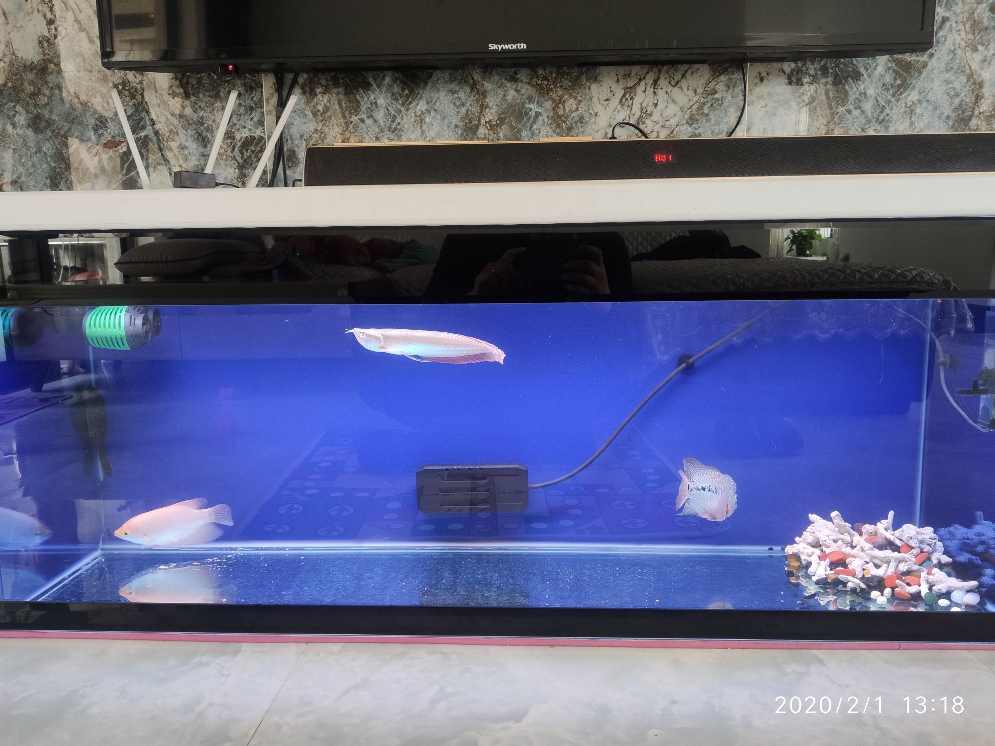 三門峽觀賞魚市場不出門嘗試混養（三門峽市觀賞魚市場發展現狀）