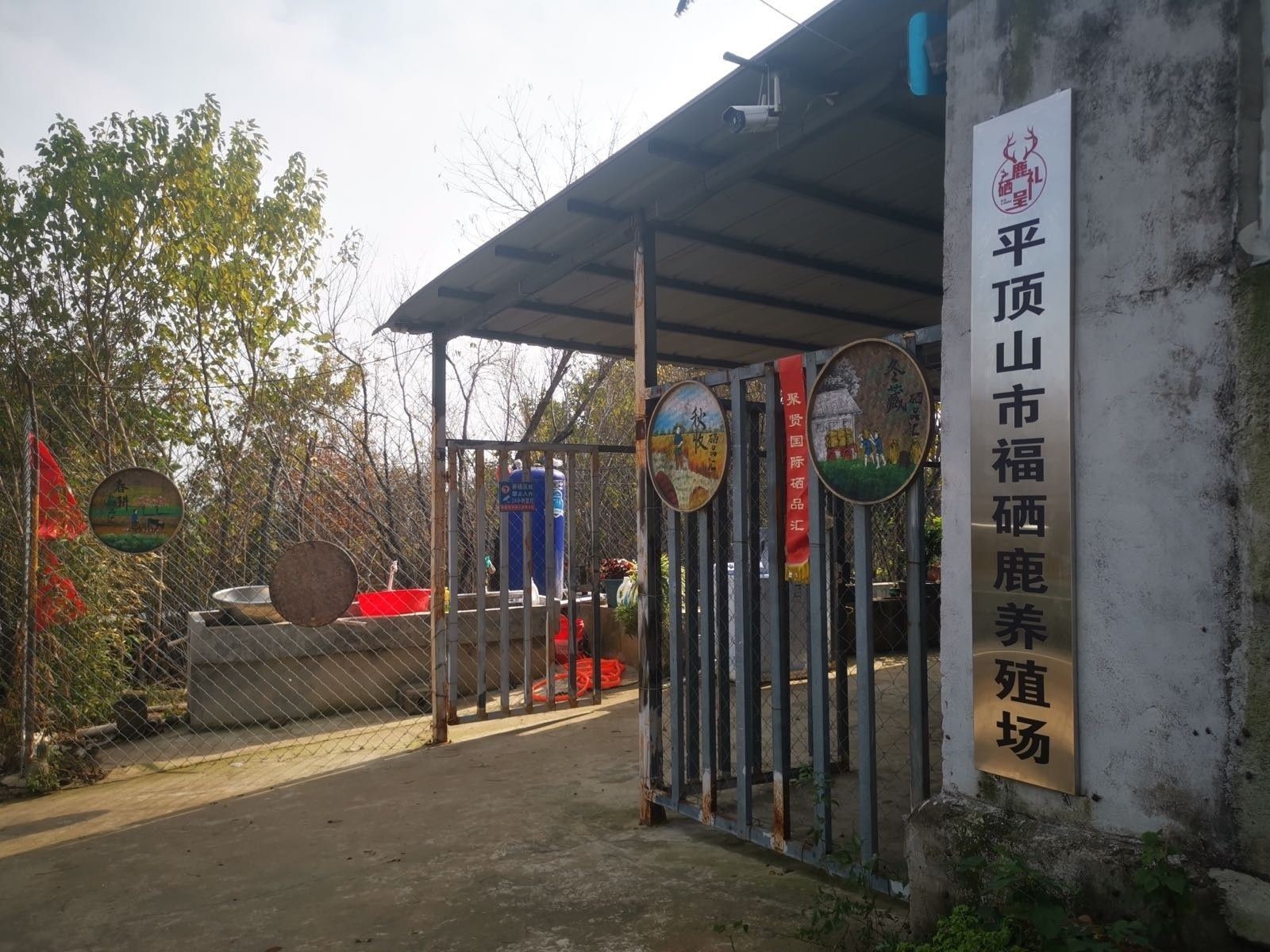 平頂山龍魚（平頂山龍魚養殖技巧:中國水產養殖業的寶貴資源）