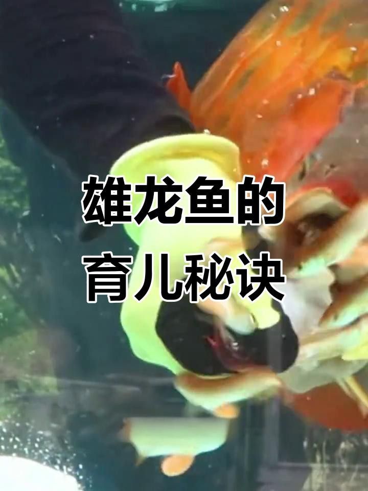 平頂山龍魚（平頂山龍魚養殖技巧:中國水產養殖業的寶貴資源）