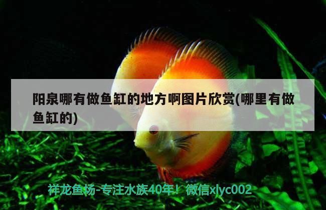 陽泉哪有做魚缸的地方啊圖片欣賞(哪里有做魚缸的)（陽泉哪有做魚缸的地方）