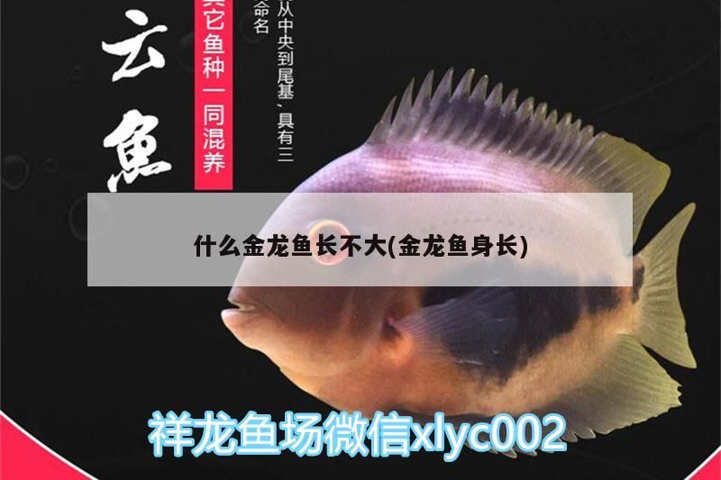 什么金龍魚長不大(金龍魚身長)（什么是金龍魚長不大）