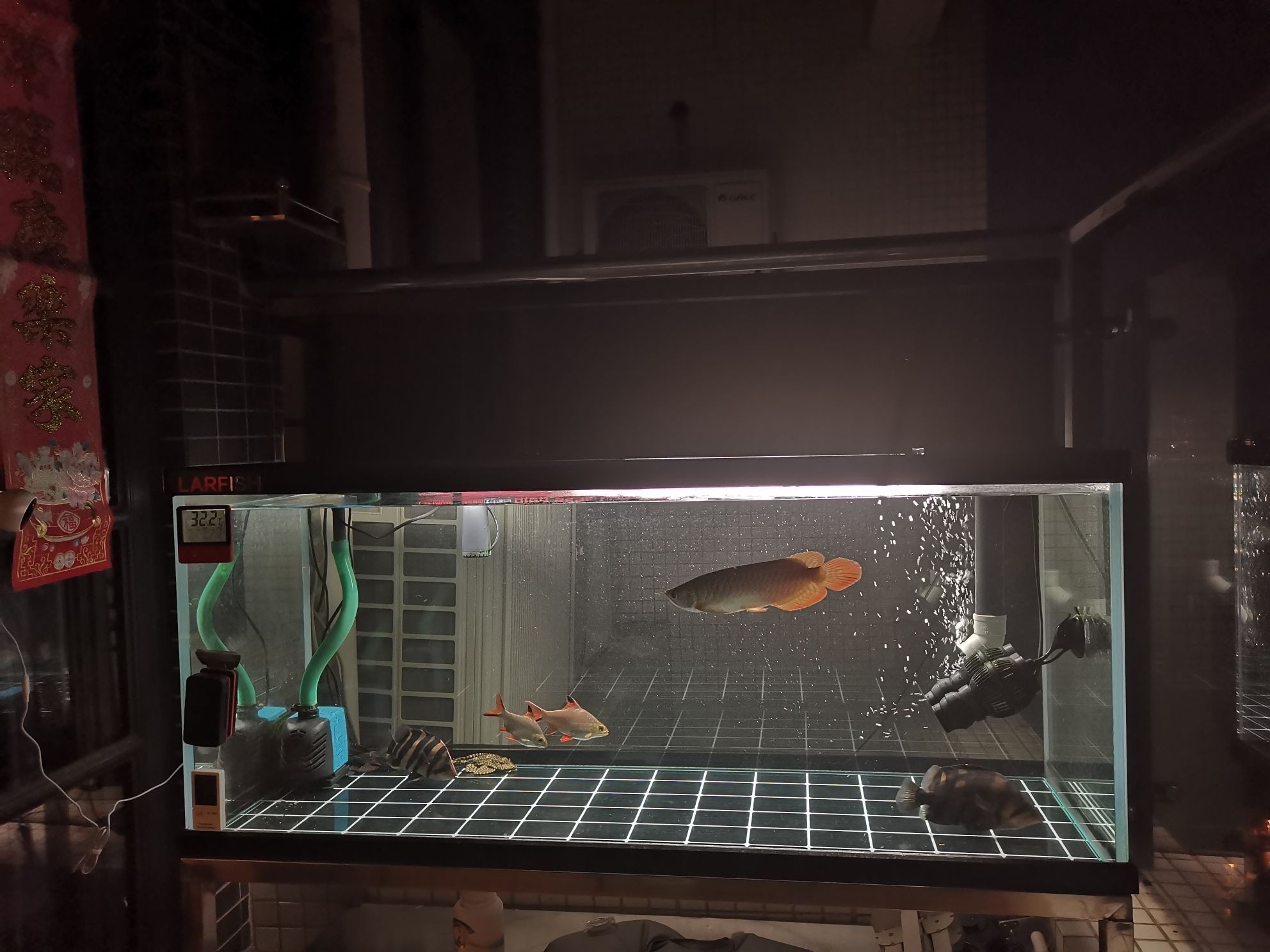 常州水族館各位早（常州水族館各位早,看下魚，上班去!）